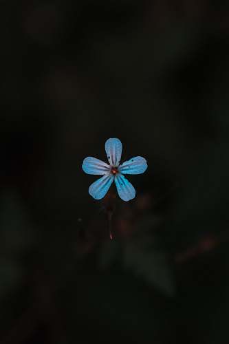 plant blue 5-petaled flower flower