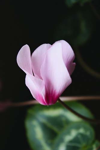 flower closeup photography of pink cyclamen flower blossom