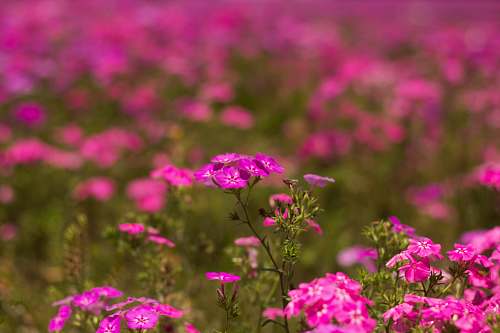 flower pink flower field blossom