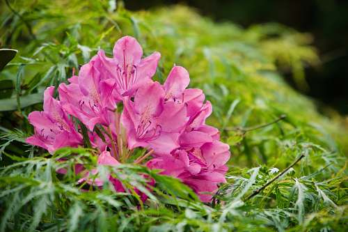 flower pink-petaled flower blossom