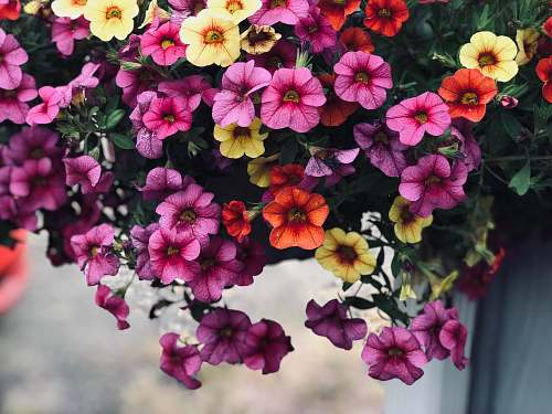 flower purple and yellow flowers blossom