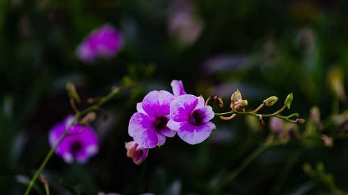flower purple orchid flower close up photo blossom