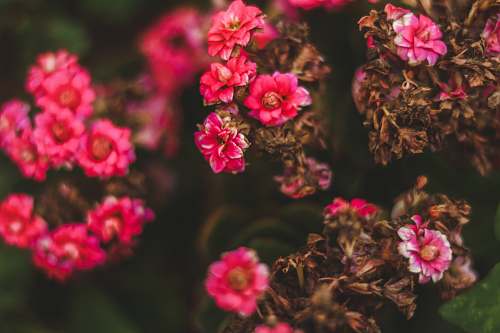 blossom red-petaled flower flower