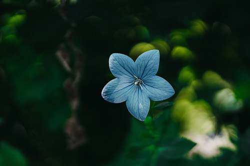 blossom shallow focus photo of blue flower flower