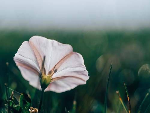 flower white flower blossom