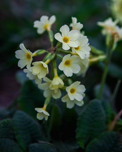 blossom white petaled flowers flower