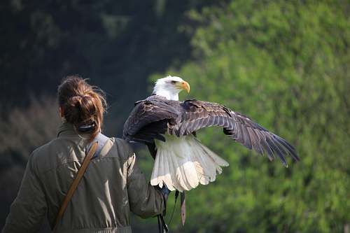 people selective focus photography of white and brown eagle perch on woman left hand during daytime eagle