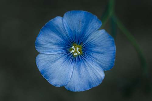 flower blue-petaled flower flax
