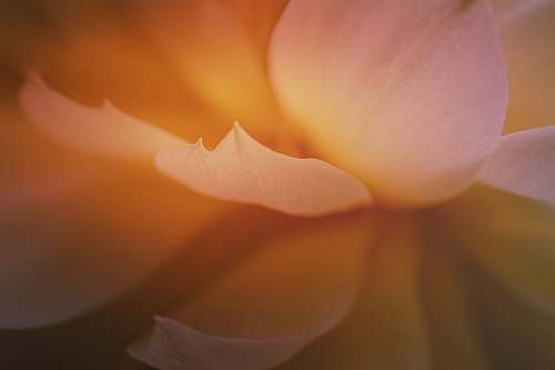 flower close up photography of blooming yellow flower blossom