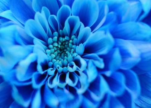 flower close-up photography of blue flower blossom