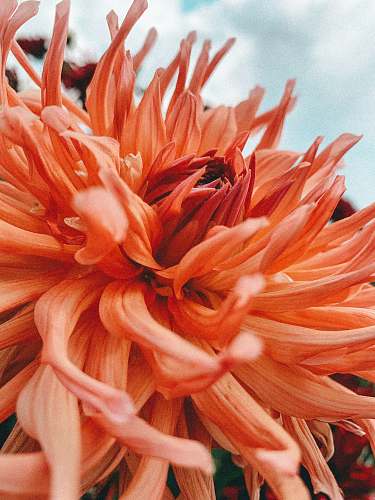 blossom close-up photography of orange-petaled flower dahlia