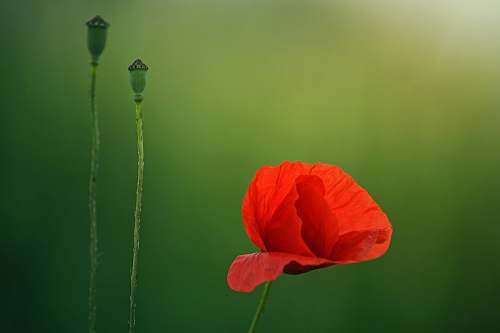 flower close-up photography of red petaled flower poppy