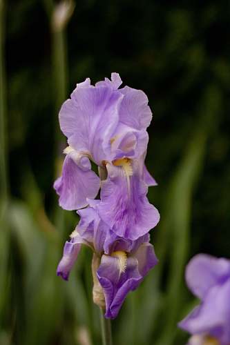 flower close view of purple Orris root blossom