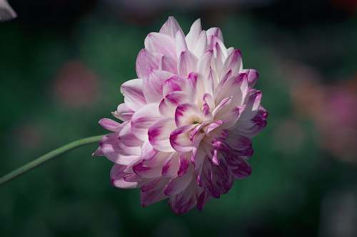 flower closeup photo of purple petaled flower dahlia