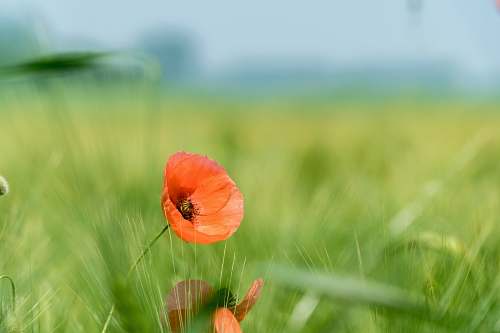 flower focus photography of orange flower blossom