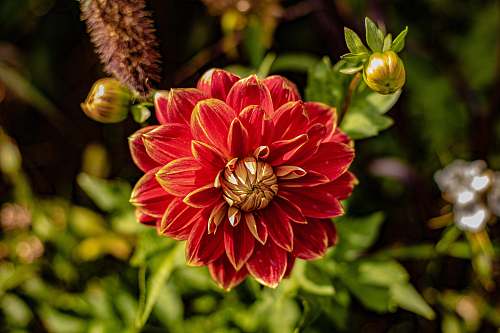 blossom focus photography of red petaled flower dahlia