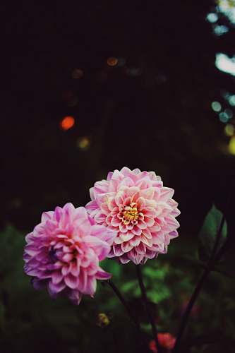 flower macro photography of blooming pink petaled flowers blossom