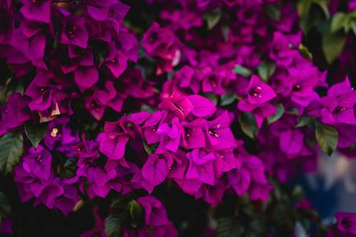 geranium macro photography of pink bougainvillea flowers flower
