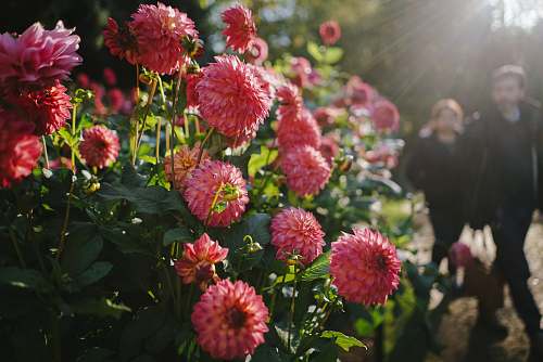 dahlia man and woman standing near pink chrysanthemum flowers blossom