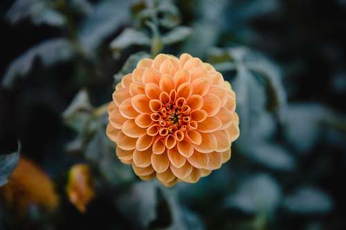 dahlia orange petaled flower flower