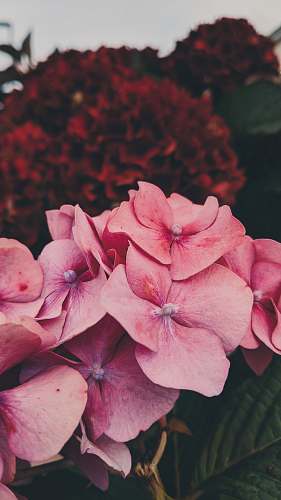 geranium pink and red flowers blossom
