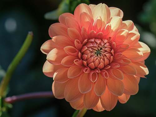 blossom pink petaled flower dahlia