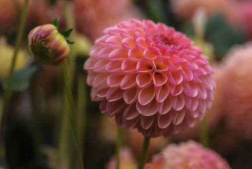 dahlia pink petaled flower flower
