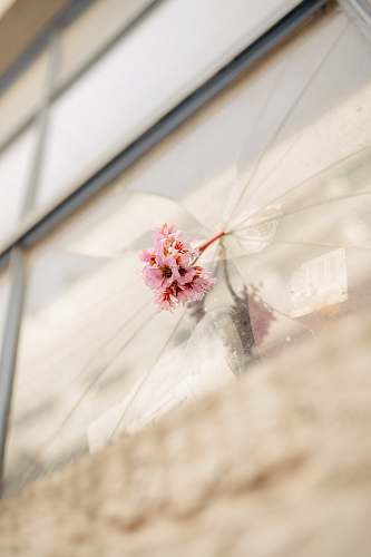 blossom pink petaled flower on glass surface flower