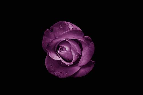 flower purple rose flower blossom