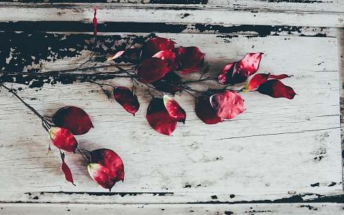flower red and white petaled flowers painting petal