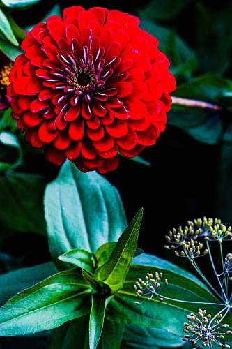 flower red chrysanthemum blossom