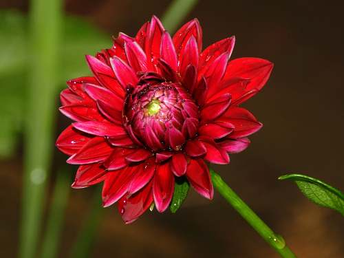 dahlia red petaled flower flower