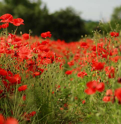 flower red petaled flower field at daytime poppy