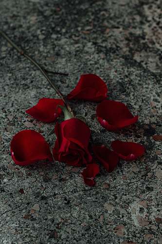 blossom red rose petal