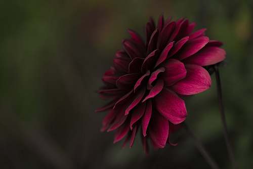 flower selective focus photo of pink petaled flower flora