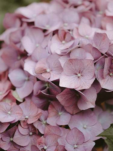 geranium selective focus photo of pink-petaled flowers blossom