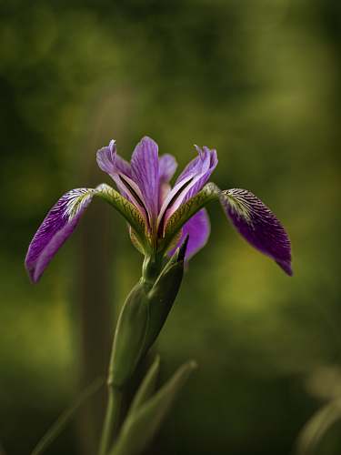 blossom selective focus photography of purple petaled flower plant iris