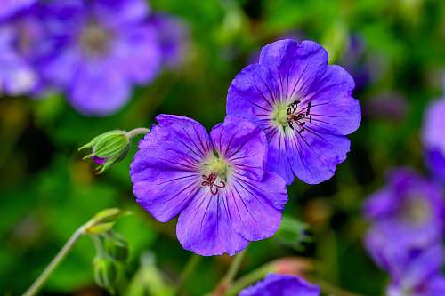 blossom selective focus photography of purple-white petaled flowers geranium