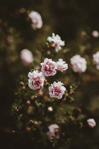 flower selective focus photography of white petaled flowers flora