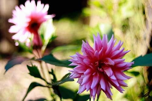blossom selective focus photography of white-pink petaled flowers dahlia
