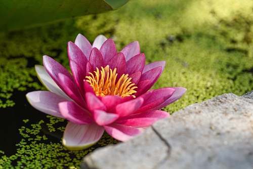 flower shallow focus photography of pink flower flora