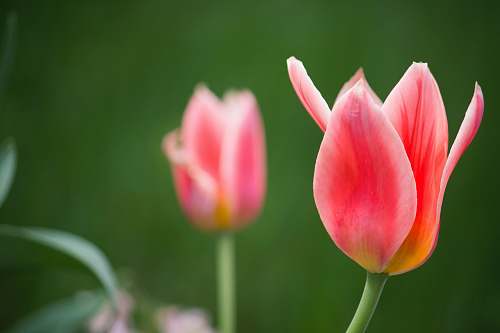 flower shallow focus photography of pink tulips tulip