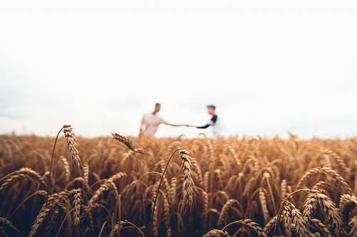 wheat two persons standing on wheat field vegetable