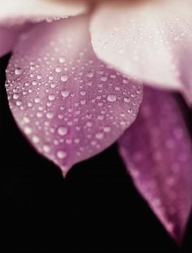 flower water drops on pink petaled flower petal