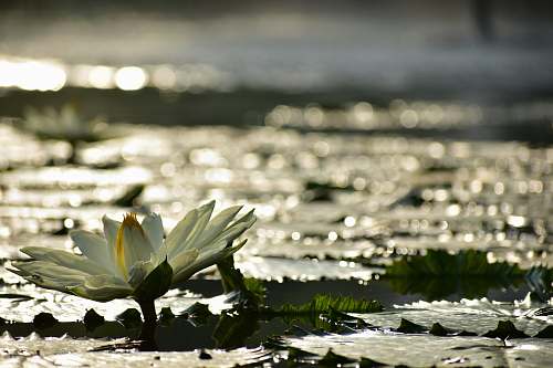 flower white lotus flower in bloom lily