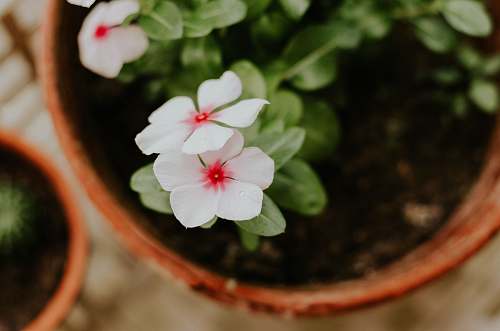 geranium white petaled flowers flower