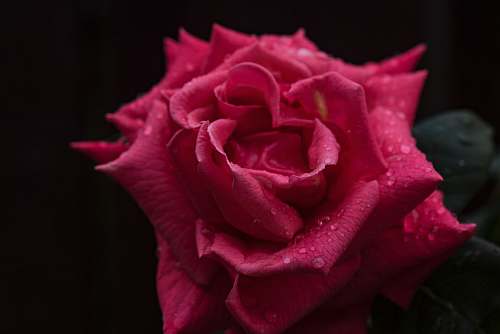 flower  plant