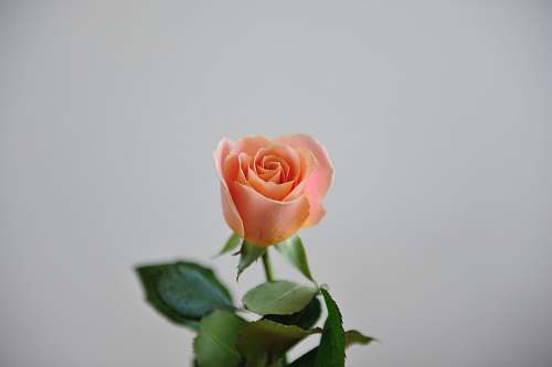 flower pink rose closeup photography blossom