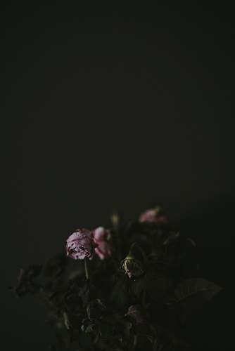 flower dried rose flowers mammal