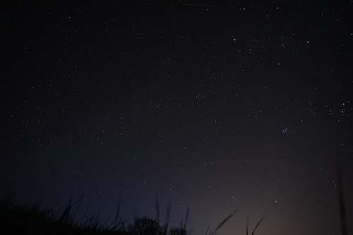 night low angle photography of grasses under stars at nighttime starry sky